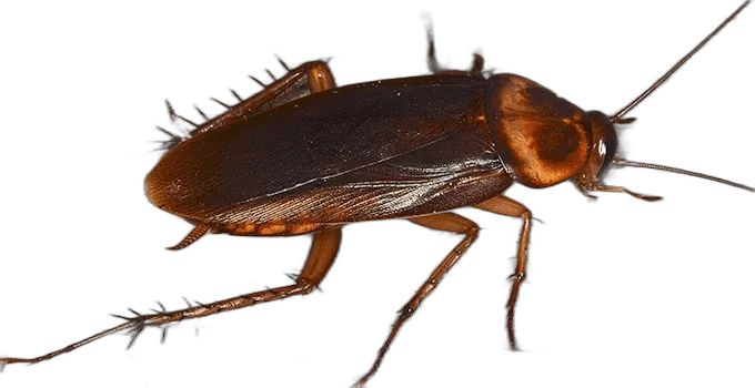 Cockroach pest control