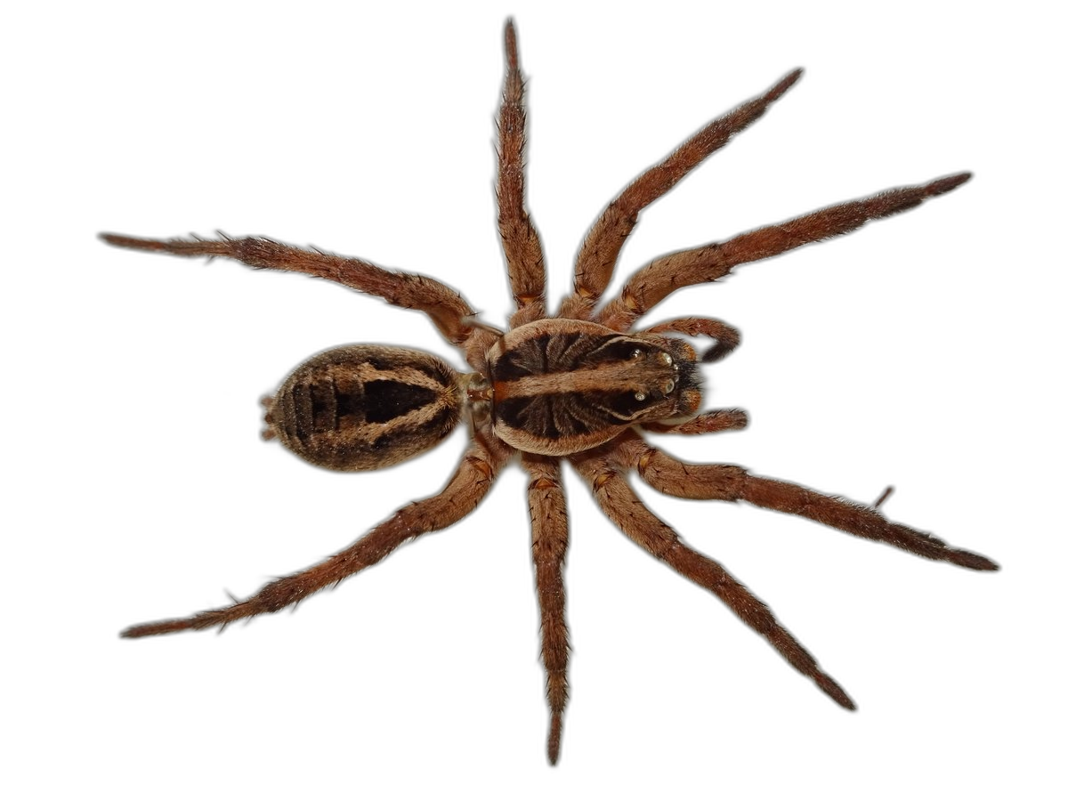 Spider pest control